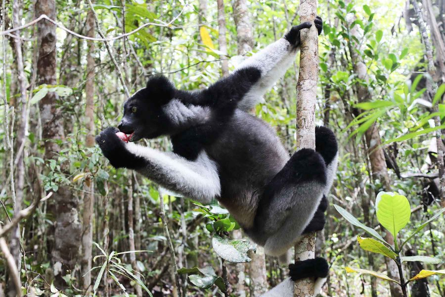 2 Jours de Circuit à Madagascar, l’Île de la Vanille